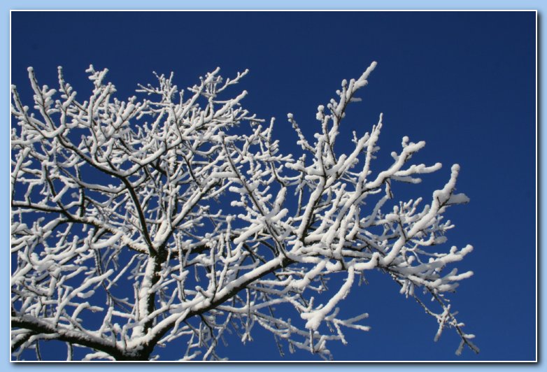 Arnhem Snow 188